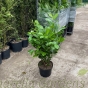 Cherry Laurel Hedging Plants by Charellagardens 80/100cm - 10 Litre pot