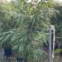 Arrow Bamboo Plants. Pseudosasa Japonica by Charellagardens
