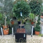 Large head ready potted Bay Trees 50cm Onyx Planter