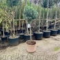 Potted Mature Olive Tree Large Cylinder Terracotta Pot 49cm x 36cm