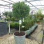 Ready potted 1/2 standard Bay Trees in tall Chelsea planters