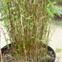 Red Dragon Bamboo. Bamboo For Shaded Areas 10 Litre pots - Delivery by Charellagardens