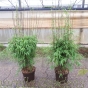 Red Panda Bamboo Plants 'Fargesia Jiuzhaigou '1'  7.5 Litre