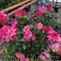 Rhododendron Cosmopolitan: 2 Size Options