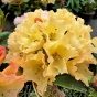 Rhododendron Horizon Monarch Established Plants 50-60cm 7.5 Litre pot. 
