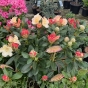 Rhododendron Horizon Monarch: 2 Size Options