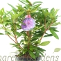 Rhododendron Marcel Menard Established Plants 50-60cm 7.5 Litre pot. 