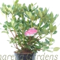 Rhododendron Nova Zembla Established Plants 50-60cm 7.5 Litre pot. 