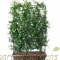 Frame trained Star Jasmine Plants Trachelospermum Jasminoidesm110cm x 70cm