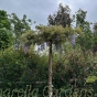 Wisteria Sinensis Prolific Rooftop Tree 200cm. 45 Litre