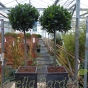 Potted Bay Trees 1/2 Standard Bay Trees Head Size 35/40cm. 32cm Chelsea Terrace Planter