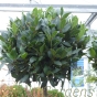Potted Bay Trees 3/4 Standard Bay Trees Head Size 40/45cm. 32cm Chelsea Terrace Planter