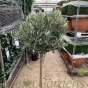 Large Standard Olive Tree Olea Europa 140/150cm. 12 Litre