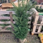 Taxus Baccata Rootball Hedging 100/120cm, 40cm Wide