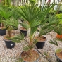 Trachycarpus Fortunei Wagnerianus 80/100cm 15 Litre
