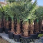 Winter Hardy Palm Tree - Trachycarpus Fortunei Larger Sizes.