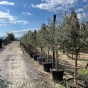 Mature Chunky Tuscan Olive Tree 175/200cm. 90 Litre Pot