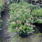 Viburnum Tinus Eve Price established plants in10 litre pots by Charellagardens