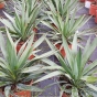 Outdoor Winter Hardy Yucca