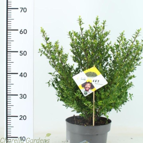 Ilex Crenata Dark Green Hedging Plants 50/60cm. 5 Litre