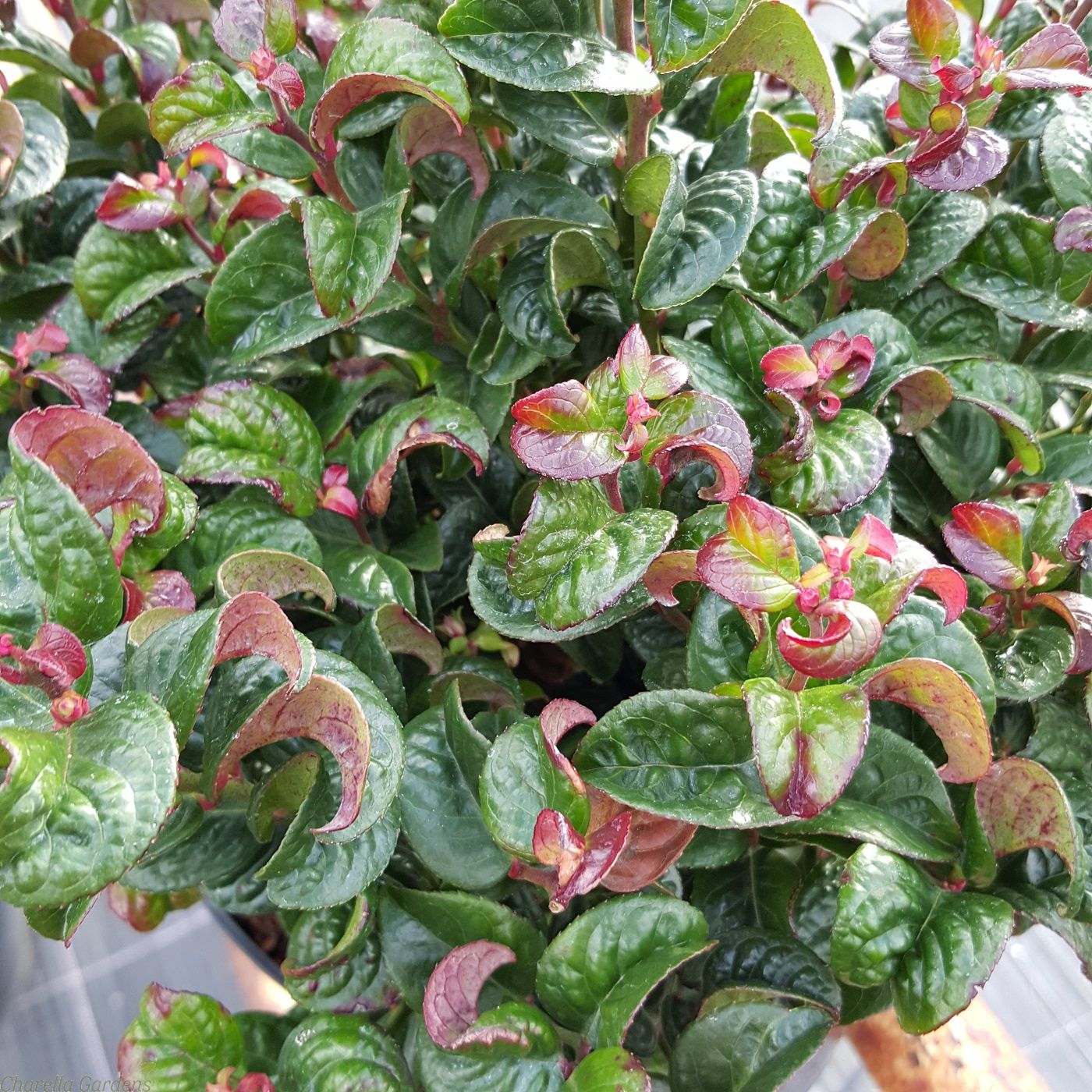 Charellagardens Plants Large Leucothoe Curly Red Evergreen with fantastic Autumn and Winter colours Established 5 Litre Plants
