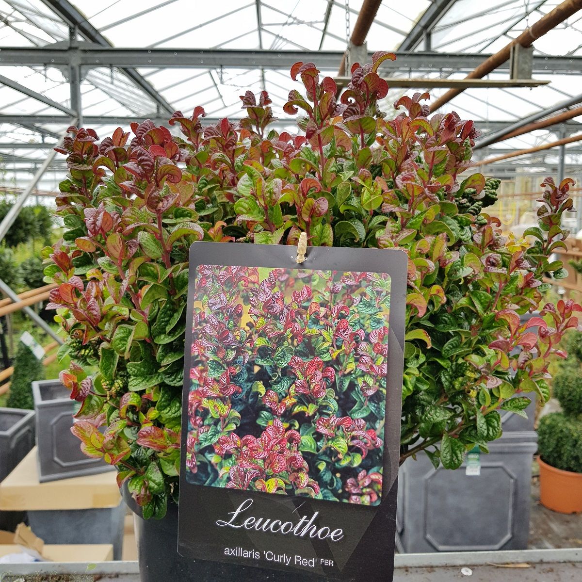 Hensigt Erobre dramatisk For Sale Large Leucthoe Curly Red Plants 10 Litre | Delivery by  Charellagardens.