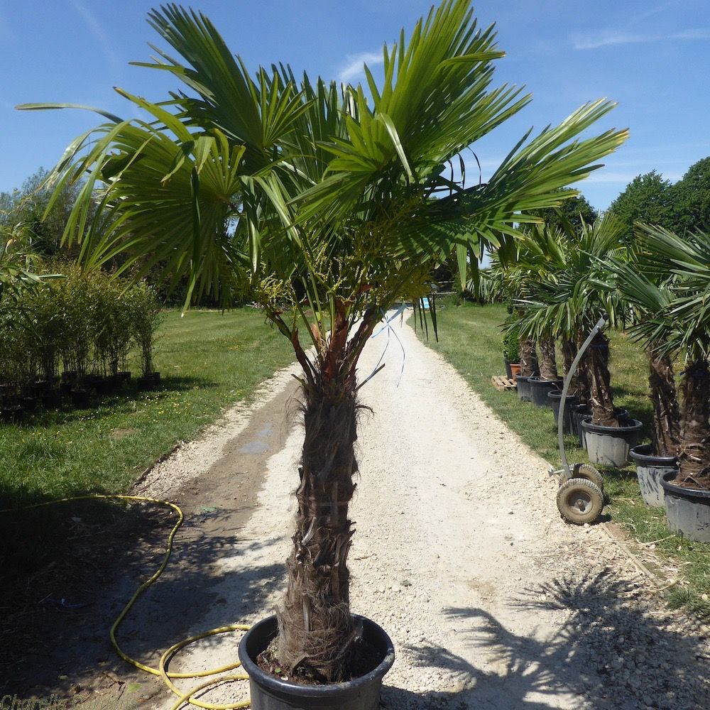 Winter Hardy Palm Trees For, Large Garden Palm Trees Uk