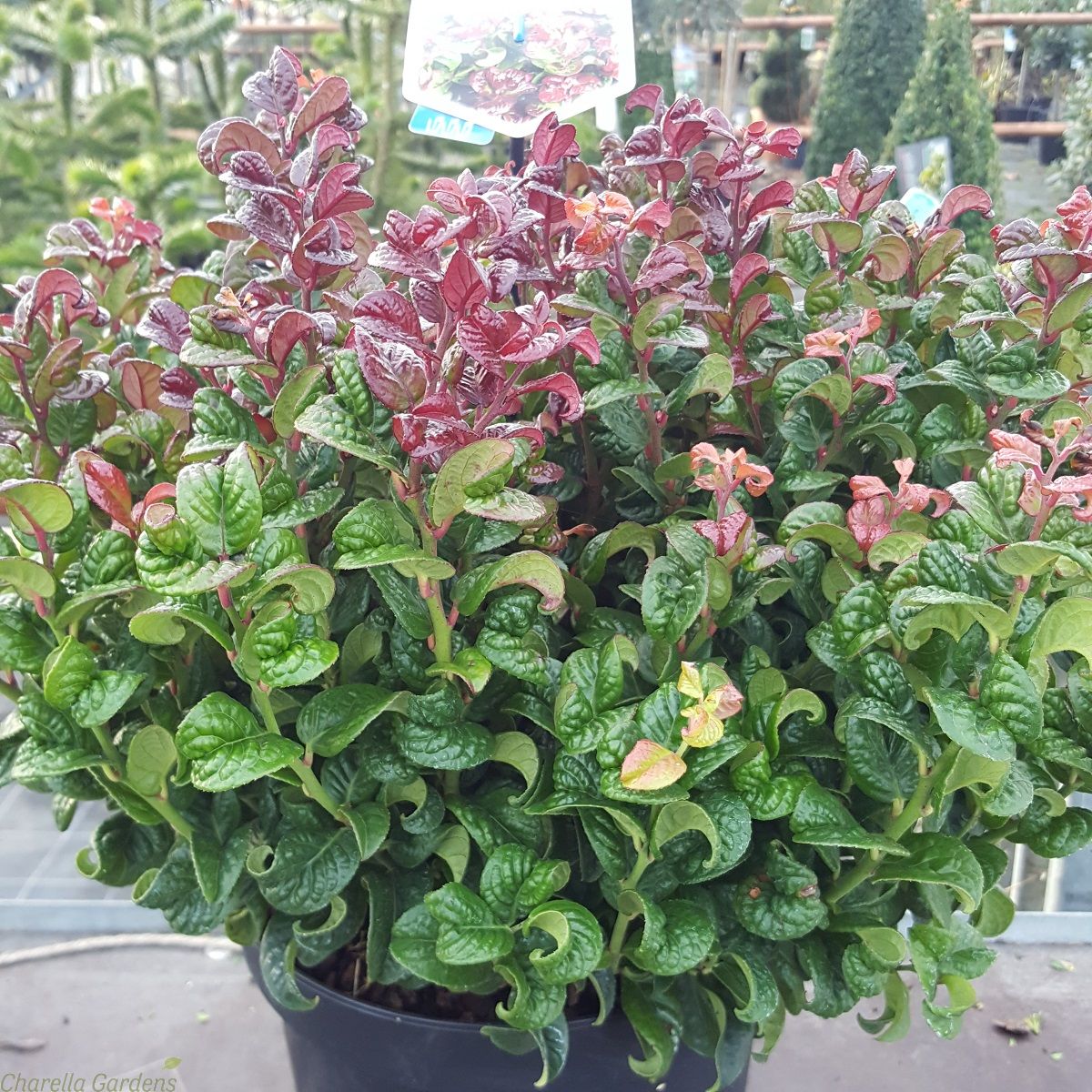 Charellagardens Plants Large Leucothoe Curly Red Evergreen with fantastic Autumn and Winter colours Established 5 Litre Plants
