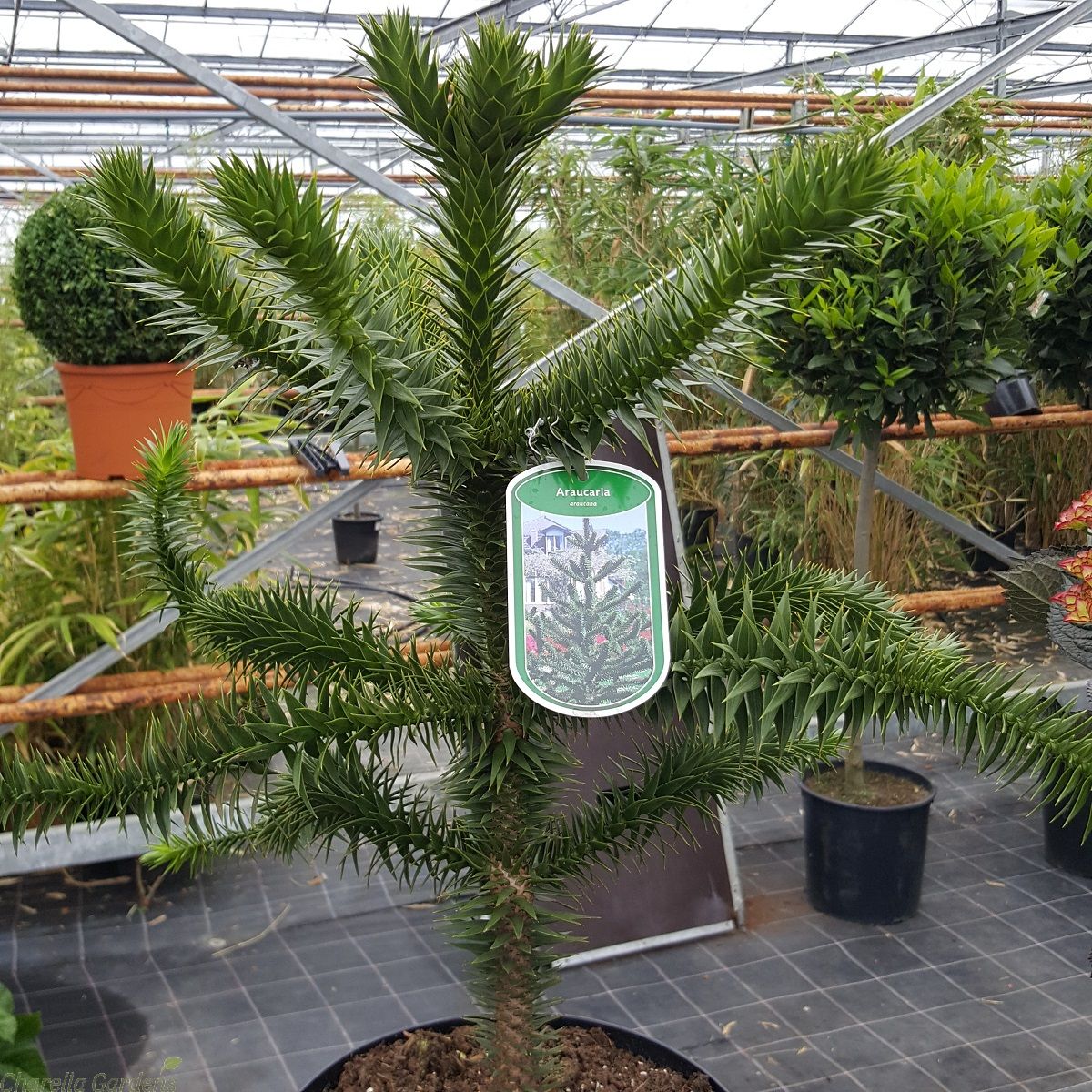 Mature monkey puzzle tree for sale