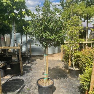 1/2 Standard Prunus Lusitanica Angustifolia 35 Litre. 110cm Stem.