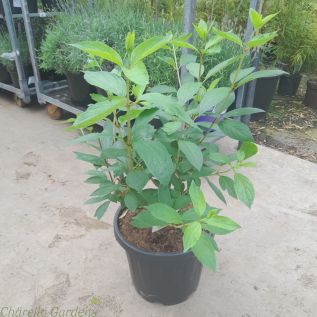  Hydrangea Paniculata Pinky-Winky 60/70cm. 15 litre