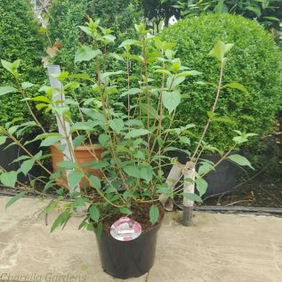Hydrangea paniculata Vanille Fraise 70/80cm 10 litre