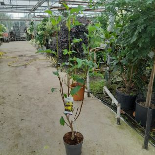 Magnolia Sunspire 130/140. 7.5 Litre