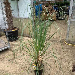 Large Cortaderia picture taken July