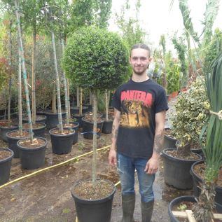 Large Standard Ligustrum plants 90cm stem, 50cm head.by Charellagardens.