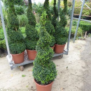 Buxus Spiral Plants. 12 Litre Pot. 130 cm tall inclusive