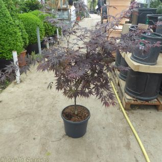 Acer Palmatum Black Lace. Large plants in 12 litre pots. October 2016