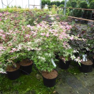 Acer Palmatum Oridoni Nishiki Large Established Plants in 10 Litre Pots