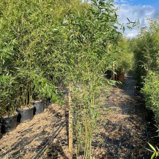 Bamboo Phyllostachys Bissetti 12 Litre by Charellagardens