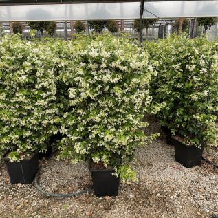 Pleached Trachelospermum Jasmine Plants Frame 90 x 50cm. 18 Litre 