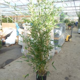 Bamboo Aureosulcata Spectabilis 10 Litre by Charellagardens
