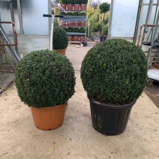 Extra Large Buxus Balls 70/80cm or 80/90cm.
