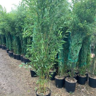 Bamboo Aureosulcata Spectabilis 12 Litre by Charellagardens