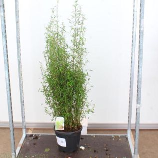 Red Dragon Bamboo. Bamboo For Shaded Areas 15 Litre pots - Delivery by Charellagardens
