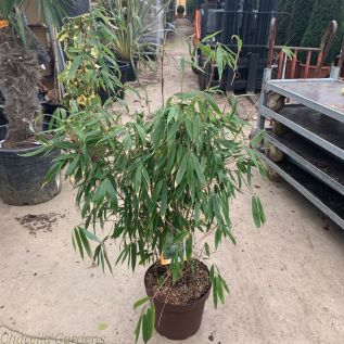 Bamboo Fargesia Robusta Pingwu 7.5 Litre Established Plants