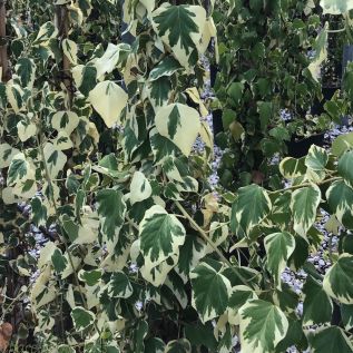 Large Variegated Climbing Ivy 'Hedera Colchica Dentata' 2 Metres
