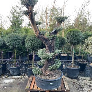 Chunky stemmed mature Olive Tree compact crown - Charellagardens.
