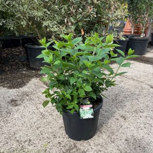 Hydrangea Little Lime Large Plants 7.5L Pot.