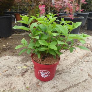 Hydrangea Paniculata Wims Red. 7.5L