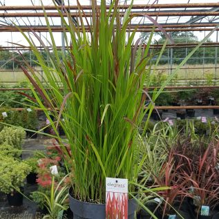 Imperata Cylindrica Red baron. Large Plants in a 5 litre pot.